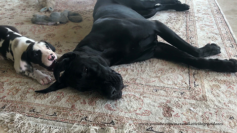 Great Dane Tries To Ignore Pesky New Puppy