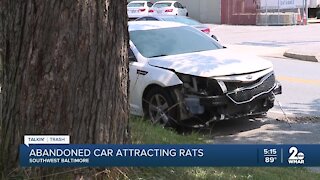 Talking Trash: Abandoned car attracts rats