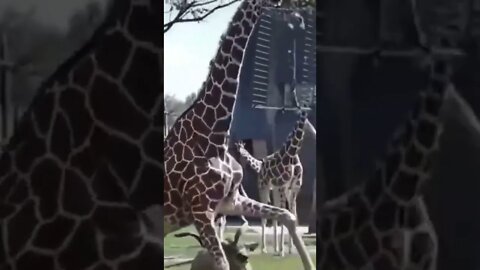 Giraffe vs Antelope 4 #giraffe #antelope #shorts
