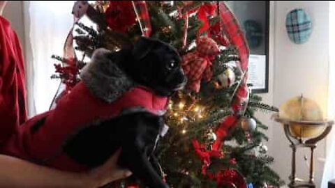 The most 'puggy' Christmas song ever!