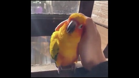 The parrot gives you a hug 🥰