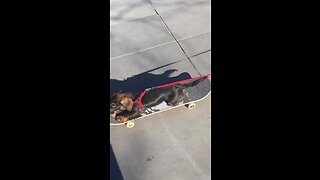 Skateboarding Dachshund Puppy Shows Off Impressive Skills In Paris Square
