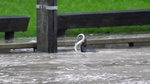 Bird catches massive eels during New Zealand flooding