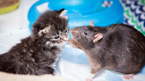 Brooklyn Cat Cafe Employs Rats To Care For Kittens