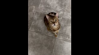 Raspy Cat Breaks Into Bag Of Dog Food