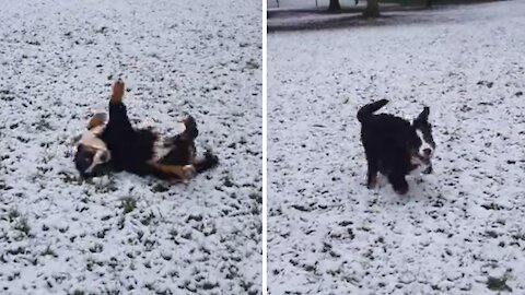 No one is happier than this puppy playing in the snow