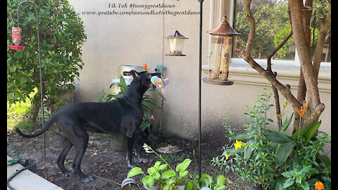 Funny Great Dane Goes On Squirrel Patrol With Her Stuffed Toy