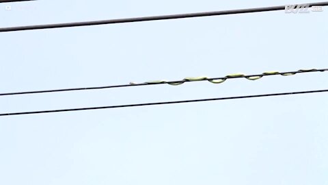 Un serpent escalade un câble électrique pour attraper un oiseau