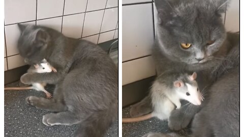 Cat & rat best friends cat tries to kisses the rat