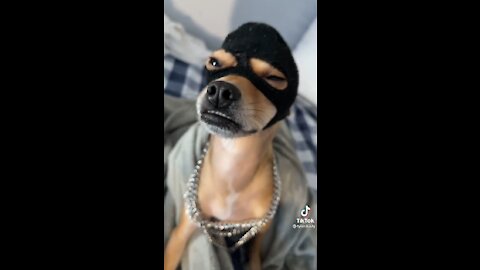The gangster dog