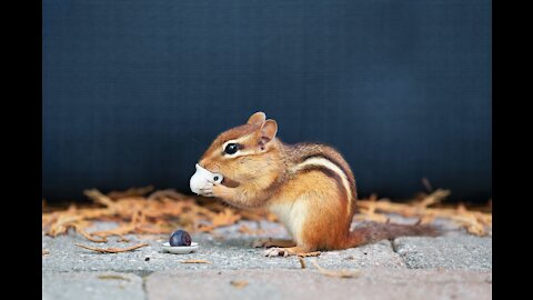 Chipmunk digging in the dirt