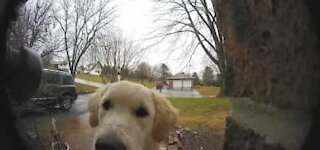 Dog learns to ring doorbell