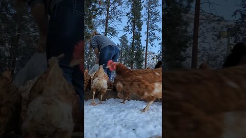 #homesteadlife #homesteading #homestead #chickenmom #chickens #chickensoftiktok #snowyday