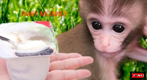 Baby Monkey eating yogurt, Animals Home | facts|