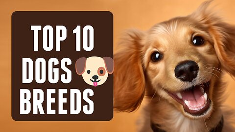 Top 10 Dog Breeds for First-Time Owners"🐕‍🦺🐾❤️