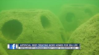 Artificial reef pilot project becomes home for marine life in Hernando County