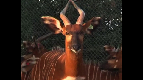 Bongo Antelopes Make Comeback