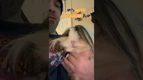 🦃🐾Happy Pigsgiving🐾🦃 #channel #pets #guineapigs #thanksgiving