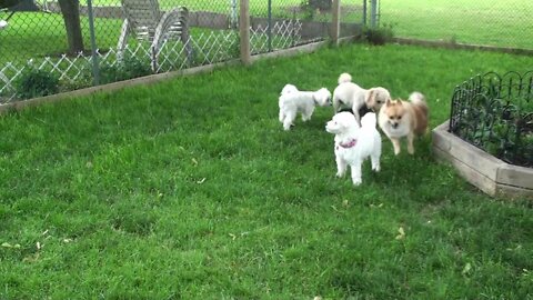 Dogs Chasing Each Other in Yard