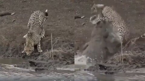 Leopard Attacked And Killed By Crocodile
