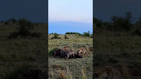 Hyenas Have Breakfast #shorts | #ShortsAfrica | #Septdailyshorts