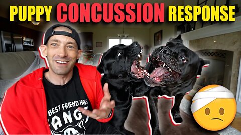 Puppy Concussion Response - Cane Corso Puppy REACTS