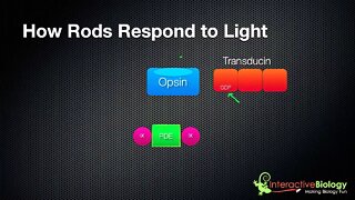 031 How Rods and Cones respond to Light