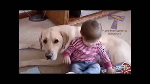 Cute dogs cuddling and playing with babies Dog baby