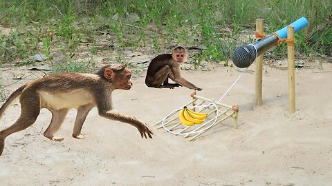 How to Make a Simple Monkey Trap Using Microphone - DIY Simple Monkey Trap​