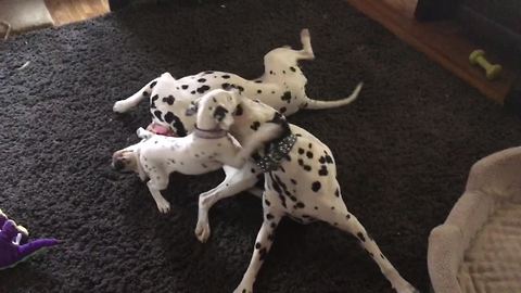 Dalmatians welcome new puppy into home