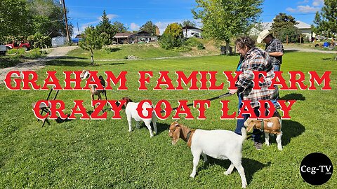 Graham Family Farm: Crazy Goat Lady