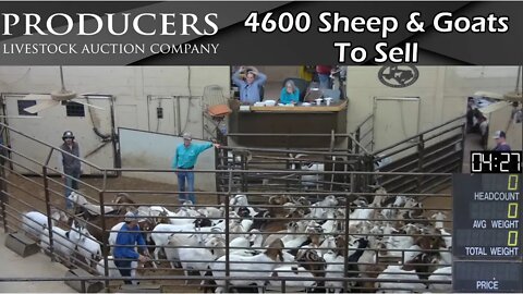 11/8/2022 - Producers Livestock Company Sheep & Goat Auction