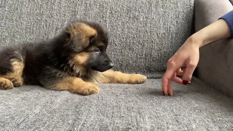 My New German Shepherd Puppy: The First 3 Months at Home