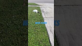 Wood stork and his little buddy