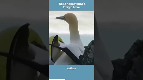 The Loneliest Bird's Yragic Love