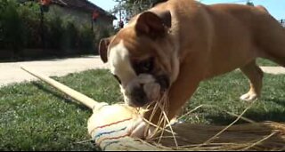 This bulldog is no fan of sweeping brushes