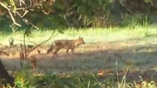 Coyote sightings in neighborhoods in Bixby, Bristow Oklahoma