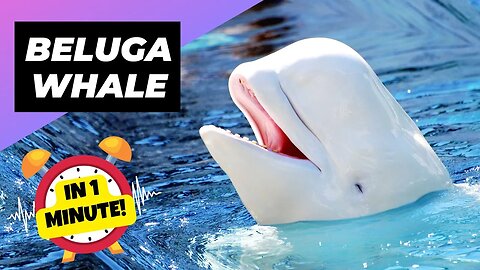 Beluga Whale - In 1 Minute! 🐳 One Of The Most Beautiful Sea Creatures | 1 Minute Animals