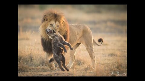 Lion Trapped by Clan of Hyenas Dynasties BBC Earth