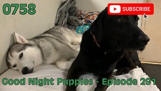 [0758] GOOD NIGHT PUPPIES - EPISODE 291 [#dogs #doggos #doggies #puppies #dogdaycare]