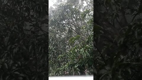 natural amazong rain