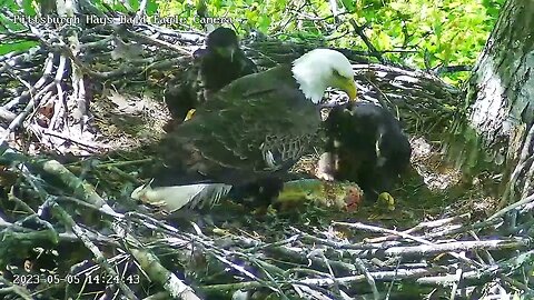 Hays Eagles Dad brings in another lunker! 05-04-2023 14:24