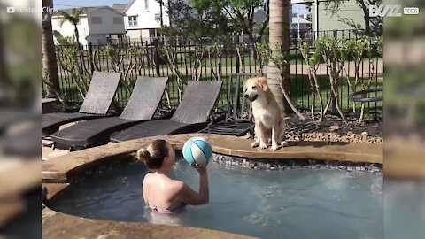 Air Bud! O cão com qualidades impressionantes no basquetebol