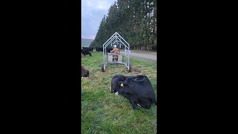 How Farmers LIFT Up Down Cow in New Zealand 🇳🇿