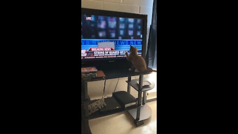 Cat watching TV 2