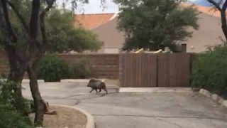 Javelina PANICS when it realizes...