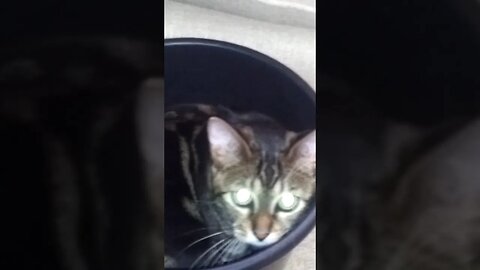 Bengal Cat goes Inside a Bin