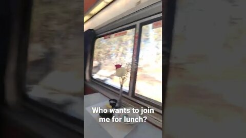 Dining car on board Amtrak's Coast Starlight