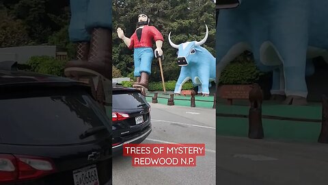 REDWOODS, Trees of Mystery #tourism #smalltown #nature