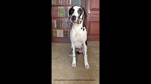 Training a Great Dane Puppy to Sit for a Weekly Photo Portrait